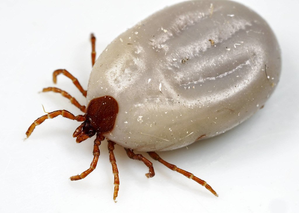 Tick-Borne Diseases: The Silent Midwest Epidemic (image credits: flickr)