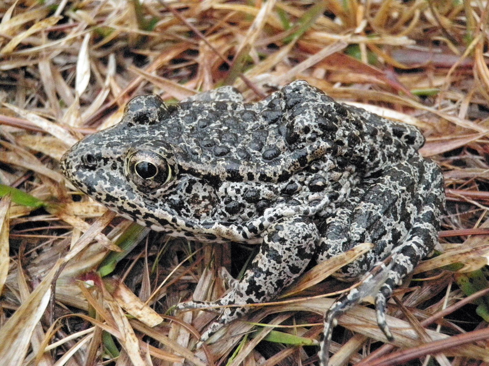 The Mississippi Gopher Frog - A Species on the Brink (image credits: wikimedia)