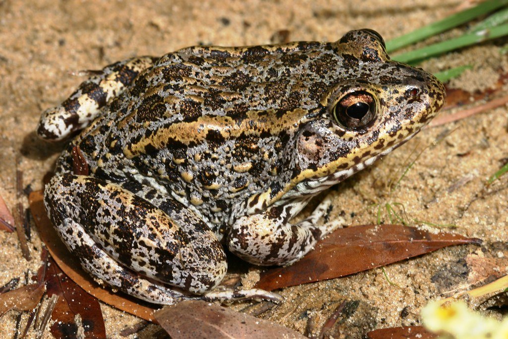The Mississippi Gopher Frog's Comeback Story (image credits: flickr)
