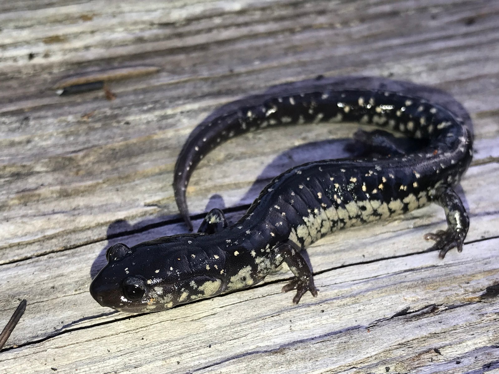 Mississippi's Unique Slimy Salamander (image credits: wikimedia)