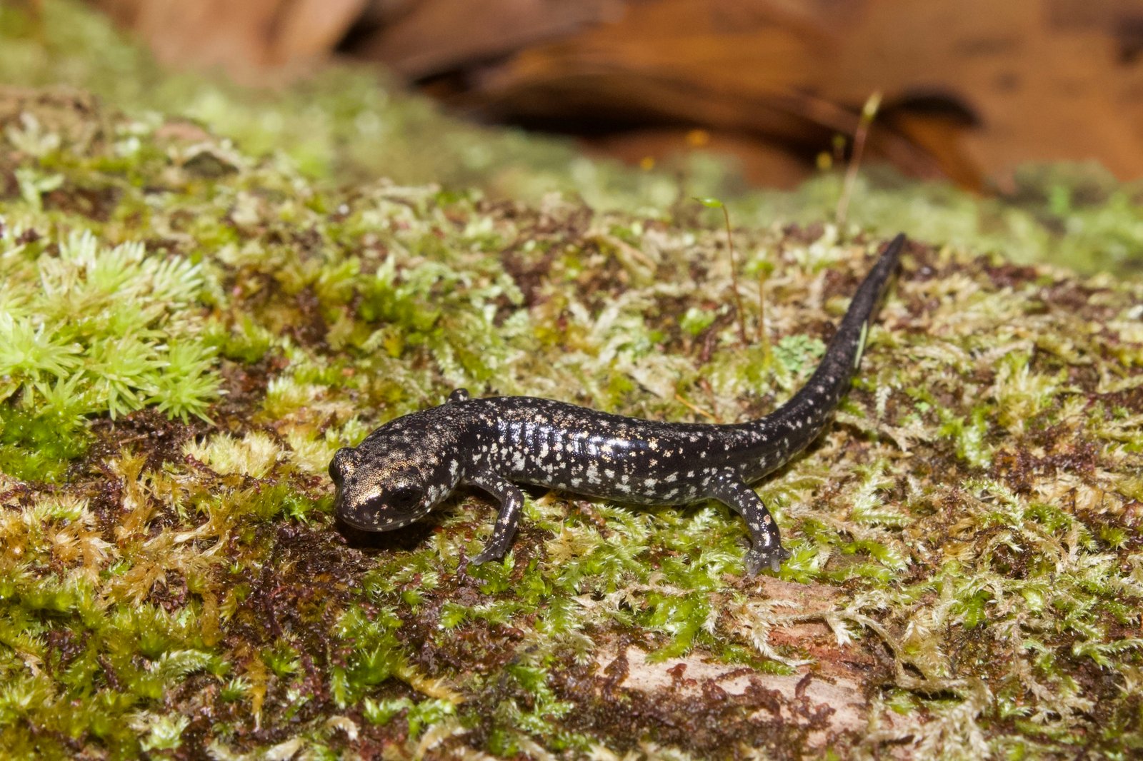 The Endemic Catahoula Salamander (image credits: wikimedia)