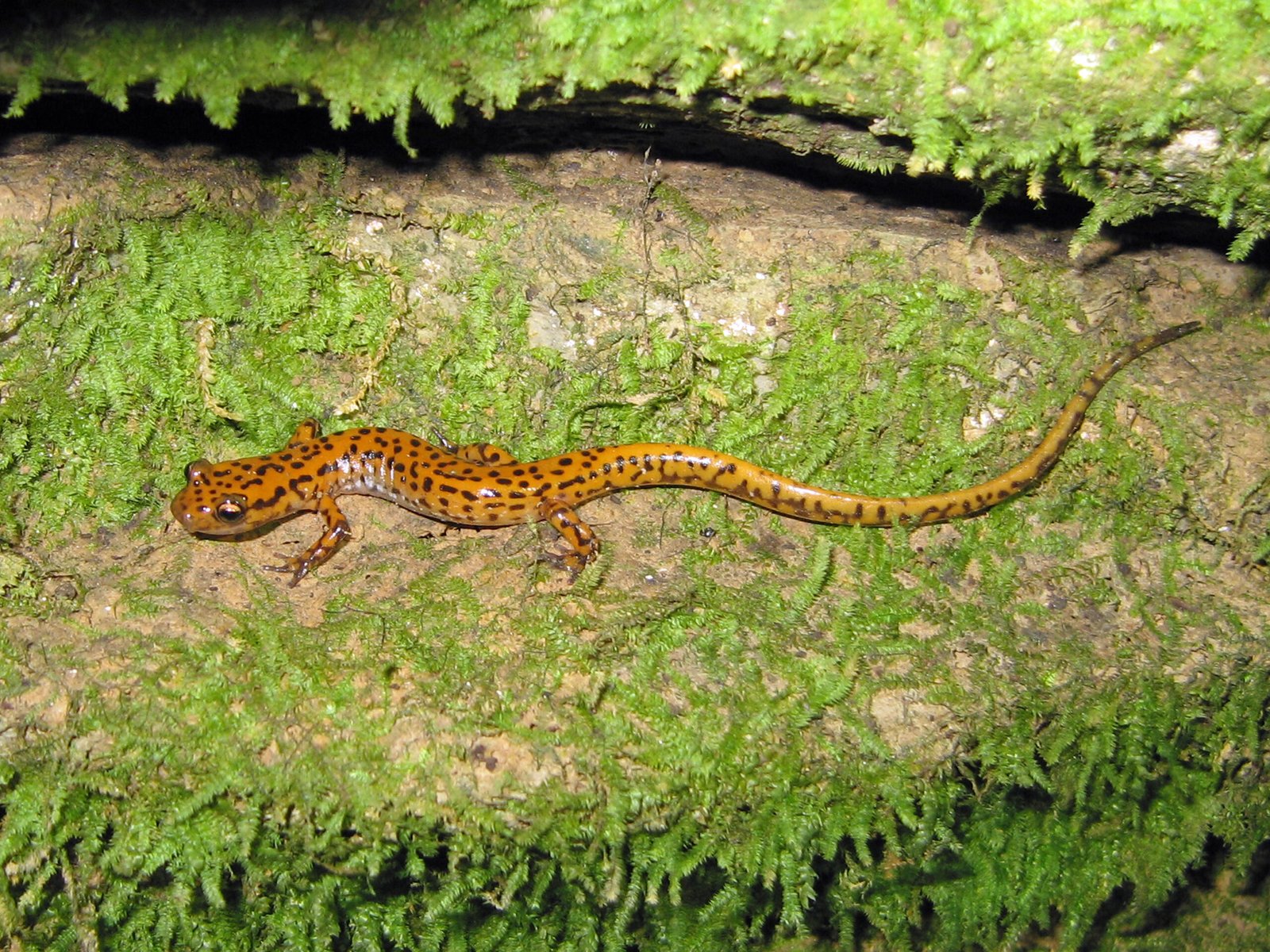Endangered Cave Salamanders (image credits: wikimedia)