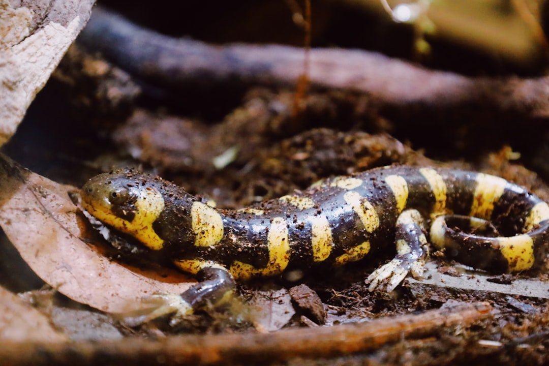 The Nearly Vanished Tiger Salamander (image credits: unsplash)