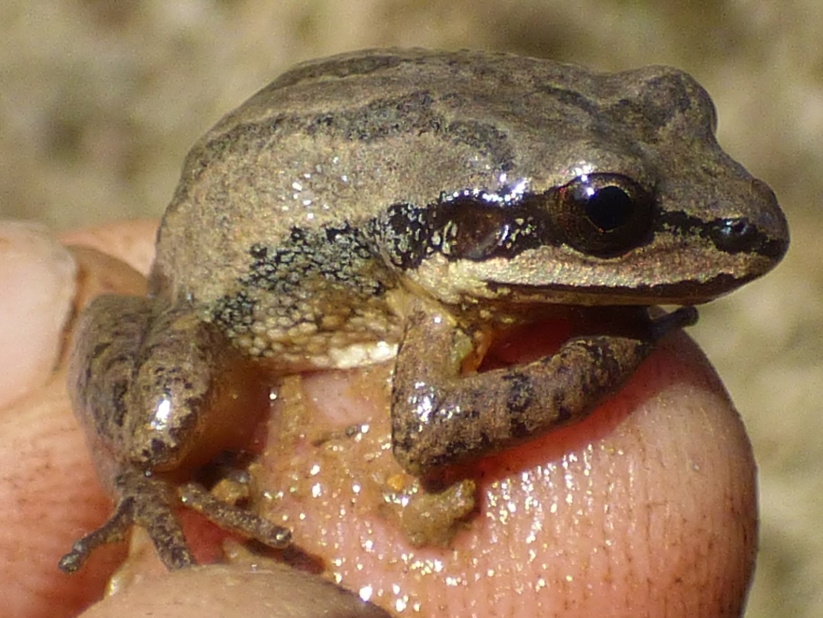 Rare Chorus Frogs Clinging to Existence (image credits: wikimedia)