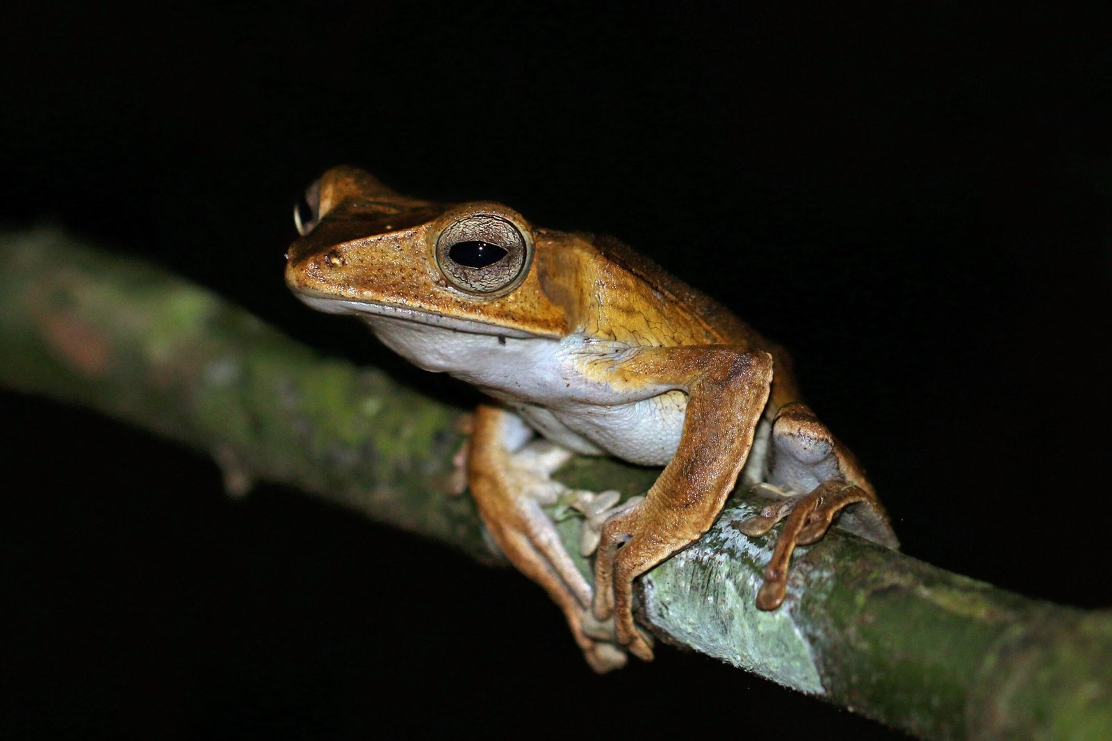 Conservation Success Stories and Future Challenges (image credits: wikimedia)