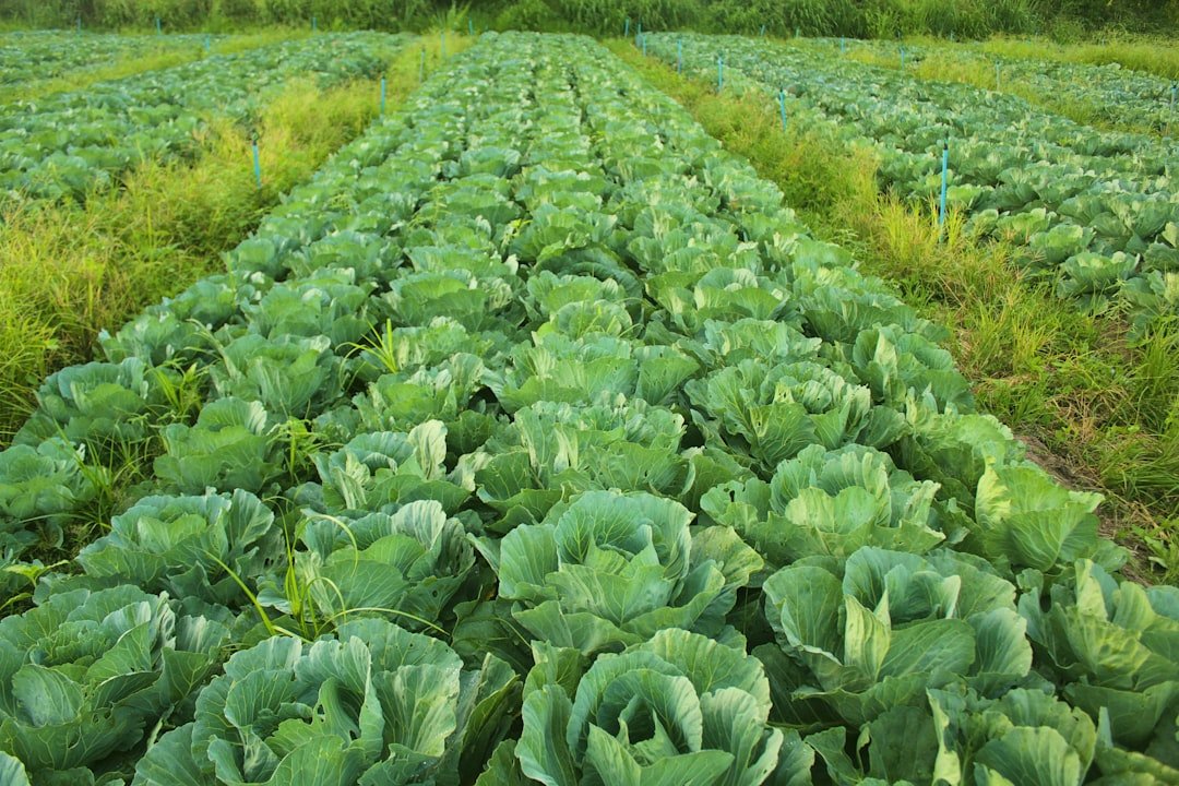 The Working Landscape: Agriculture on the Front Line (image credits: unsplash)
