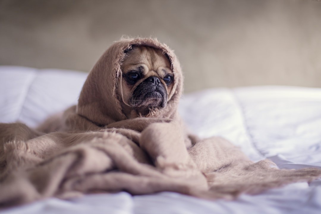 Pugs (image credits: unsplash)