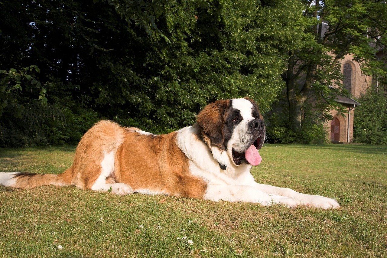 Saint Bernards (image credits: pixabay)