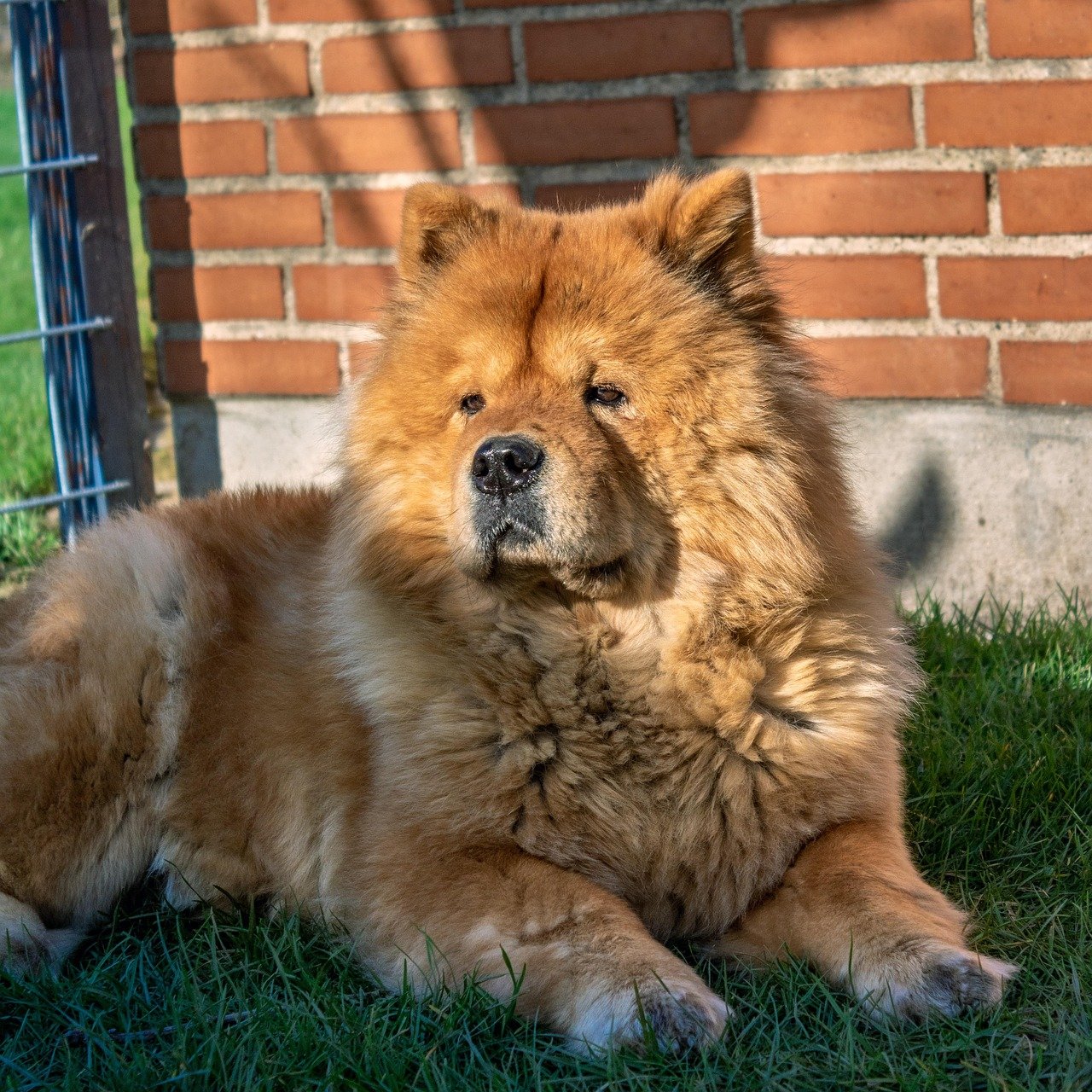 Chow Chows (image credits: pixabay)