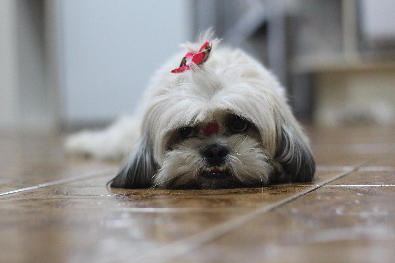 Shih Tzus (image credits: pixabay)