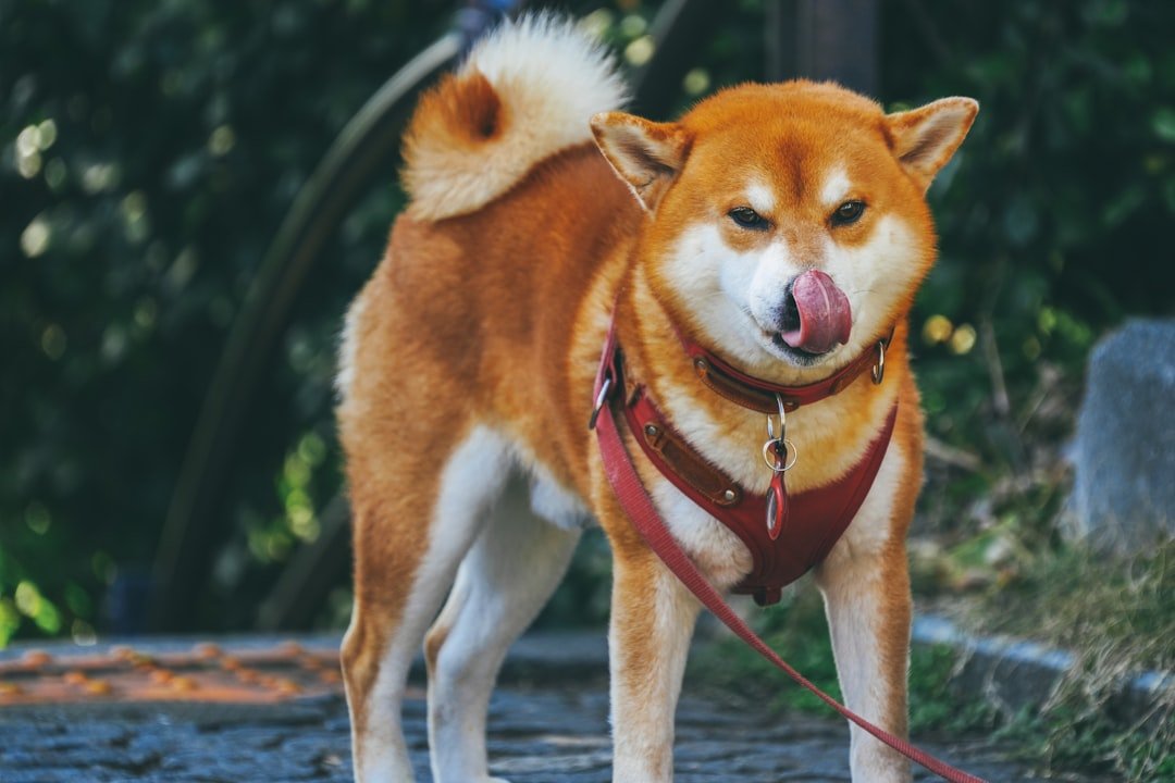 Akitas (image credits: unsplash)