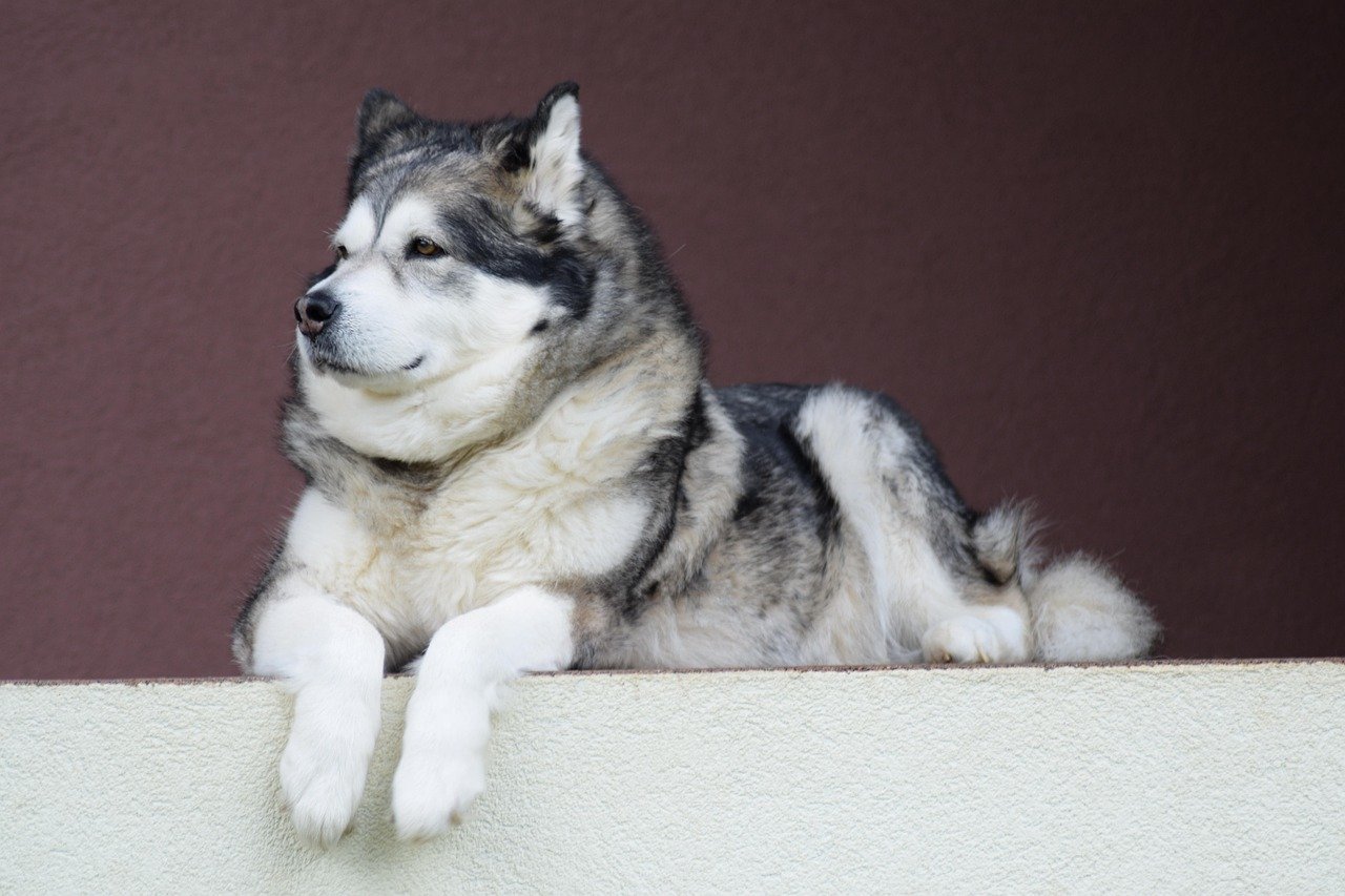 Alaskan Malamutes (image credits: pixabay)