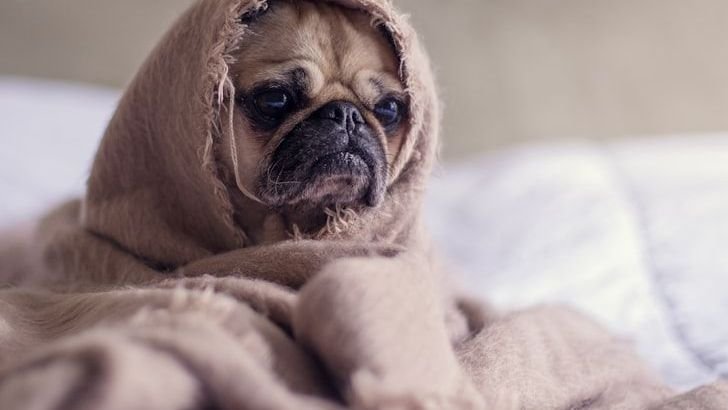 8 Dog Breeds That Struggle in Hot States Like Nevada