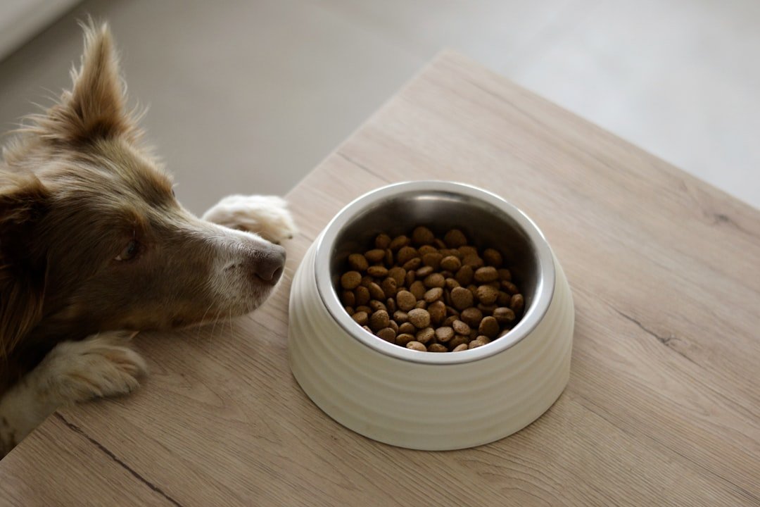 The Grain-Free Diet Craze That Could Harm Your Pet (image credits: unsplash)