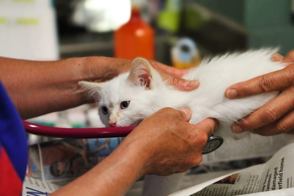 Why Cats Actually Need Regular Veterinary Care