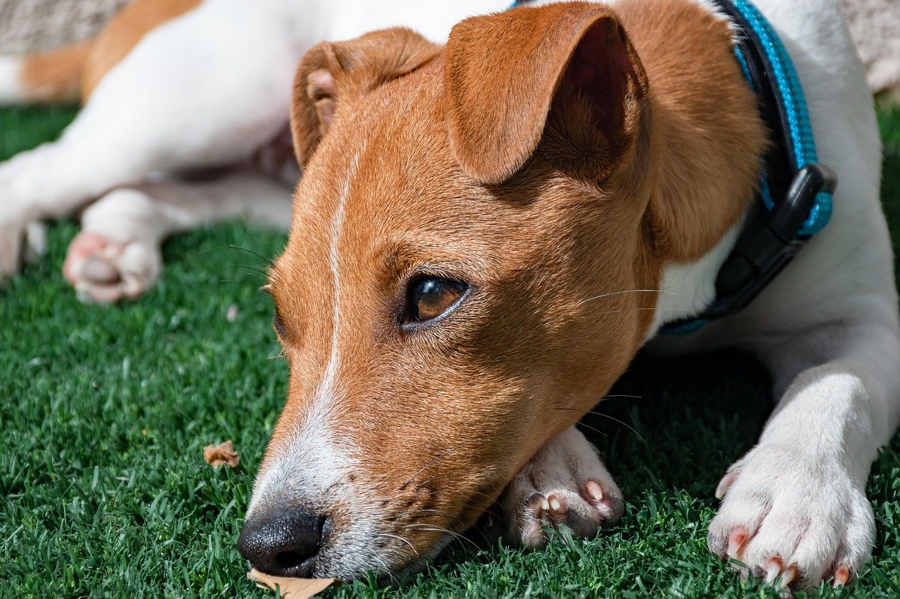 The Painful Truth About Pet Pain Recognition (image credits: pixabay)