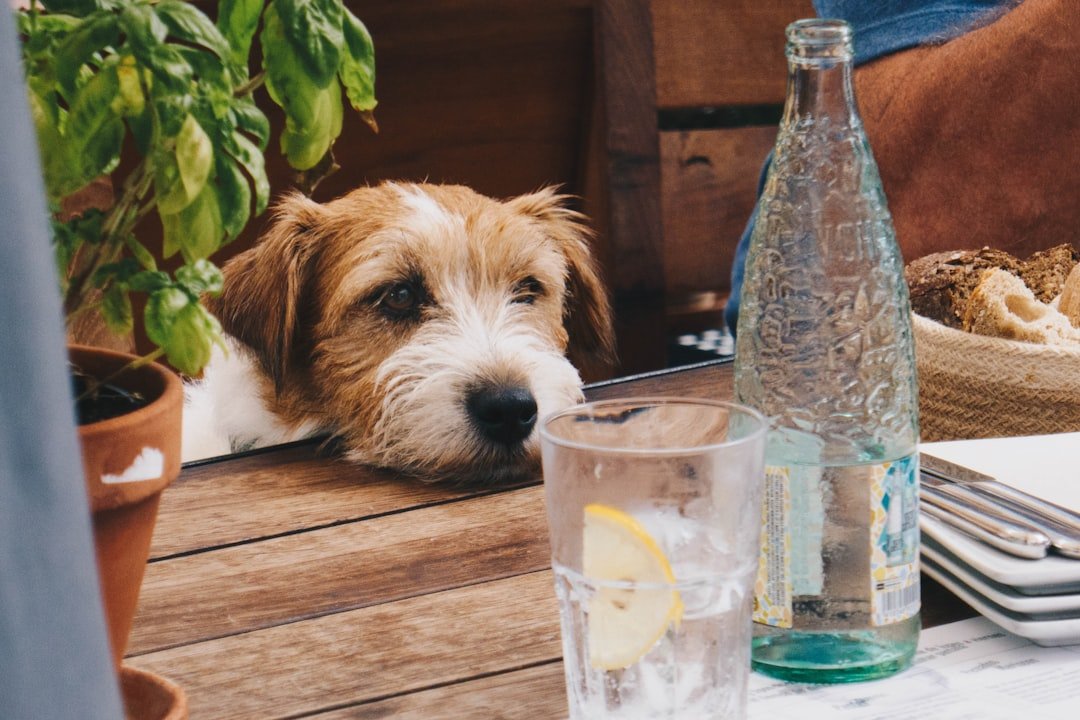 The Deadly Dangers of Human Food Sharing (image credits: unsplash)