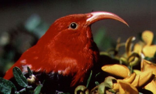 The Hidden Clues in the Forest Birds (image credits: wikimedia)