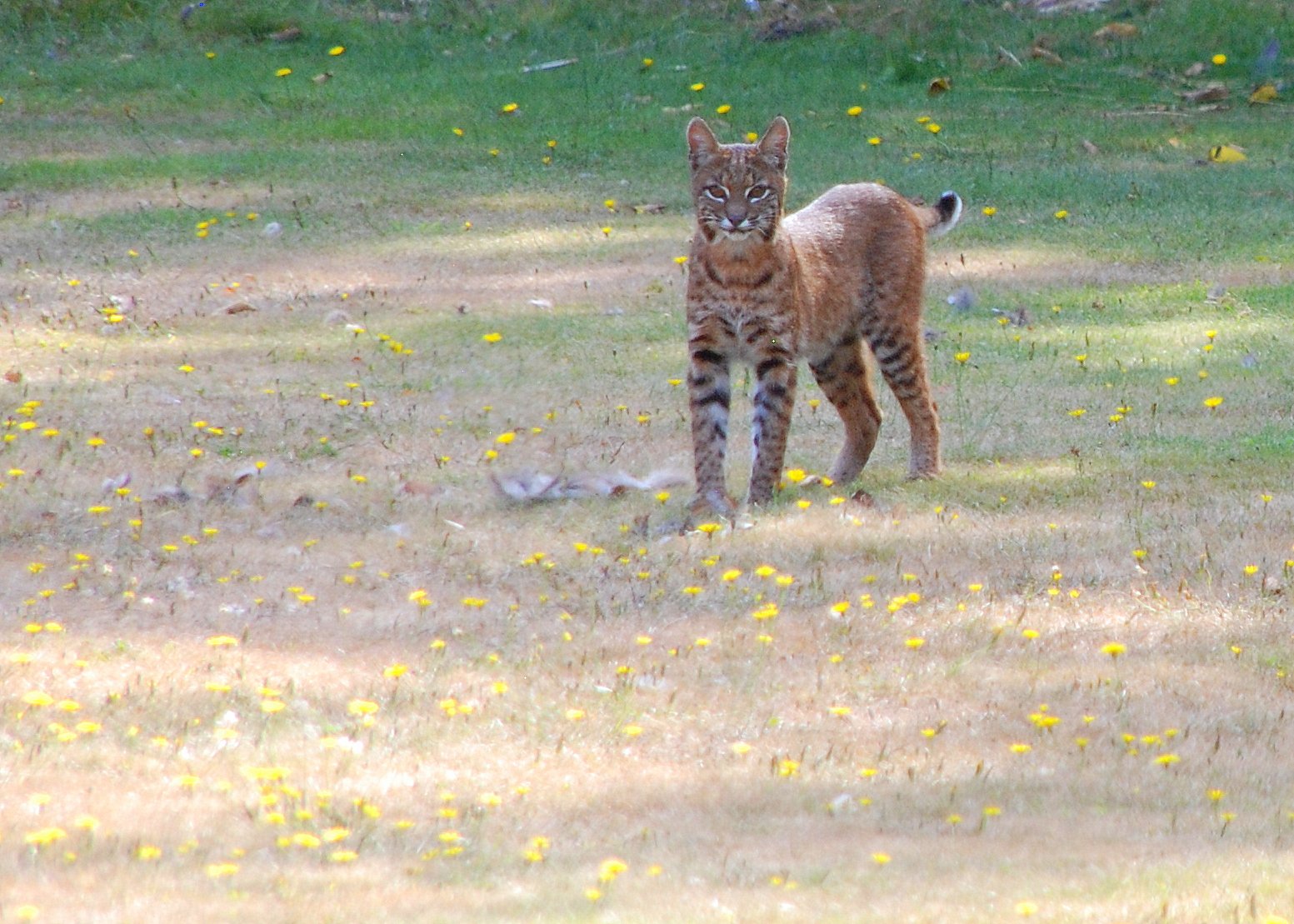 The Hidden Clues: The Bobcat Next Door (image credits: wikimedia)