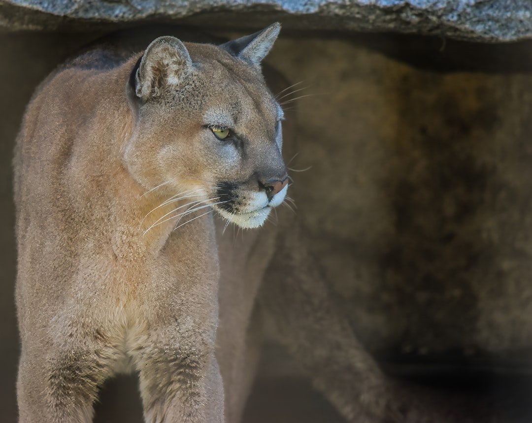 From Ancient Trails to Modern Cities: The Mountain Lion of the West (image credits: unsplash)