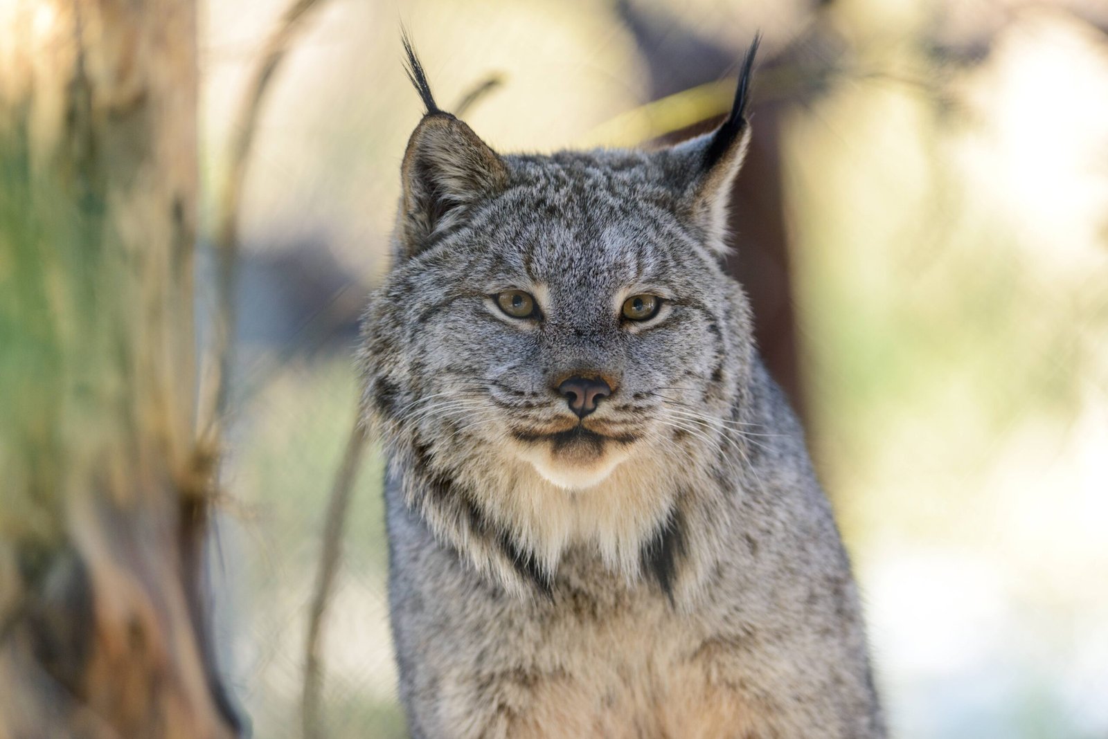 Frost and Silence: The Canada Lynx in Snow Country (image credits: wikimedia)