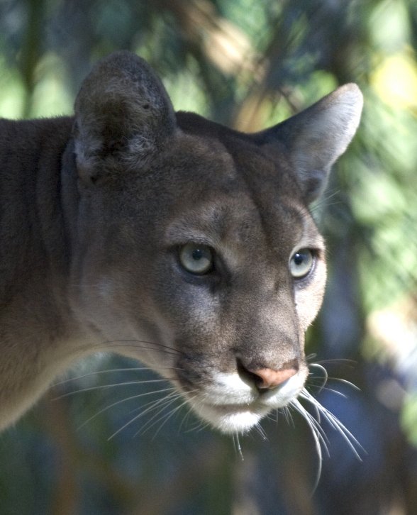 A Peninsula on the Edge: The Florida Panther (image credits: wikimedia)