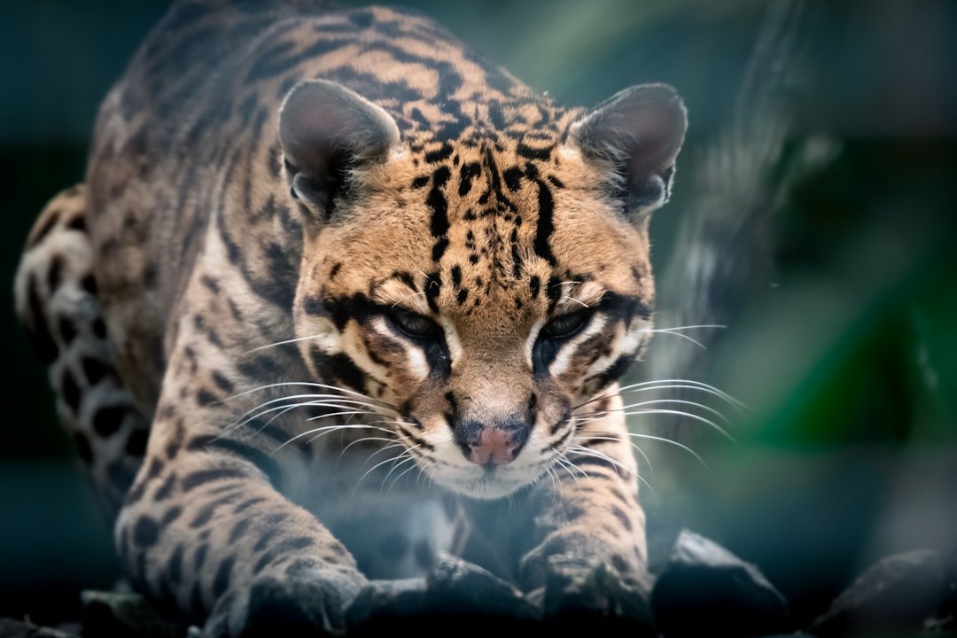 Thornscrub Survivors: Ocelots in South Texas (image credits: unsplash)