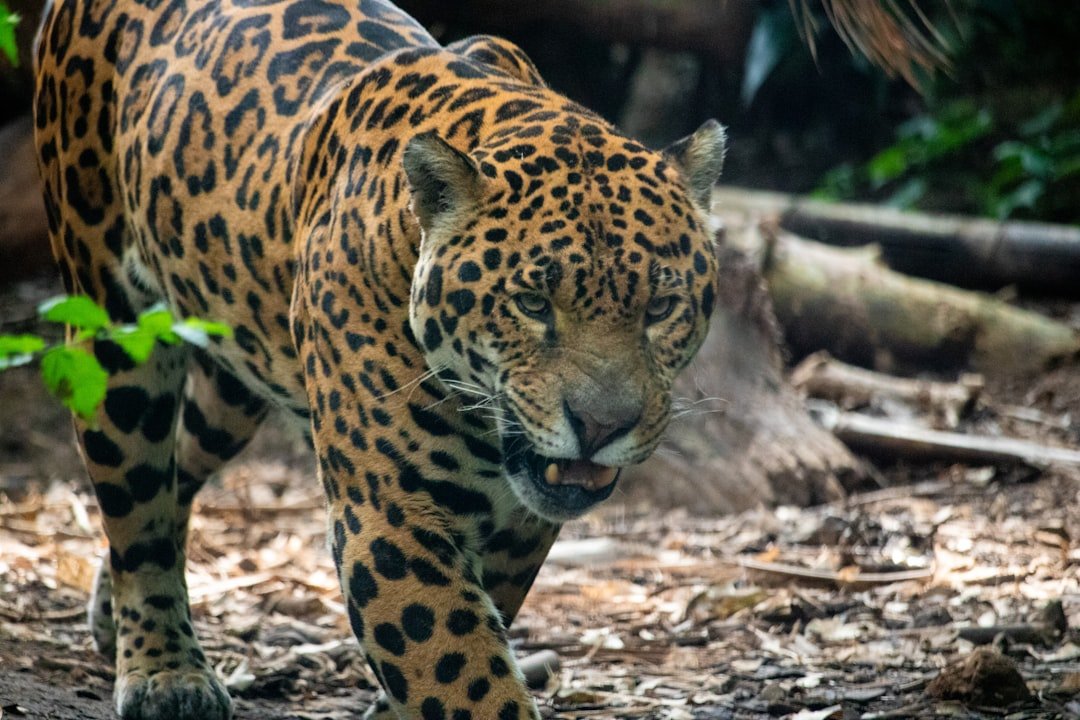 Ghosts of the Sky Islands: Jaguars at the Border (image credits: unsplash)