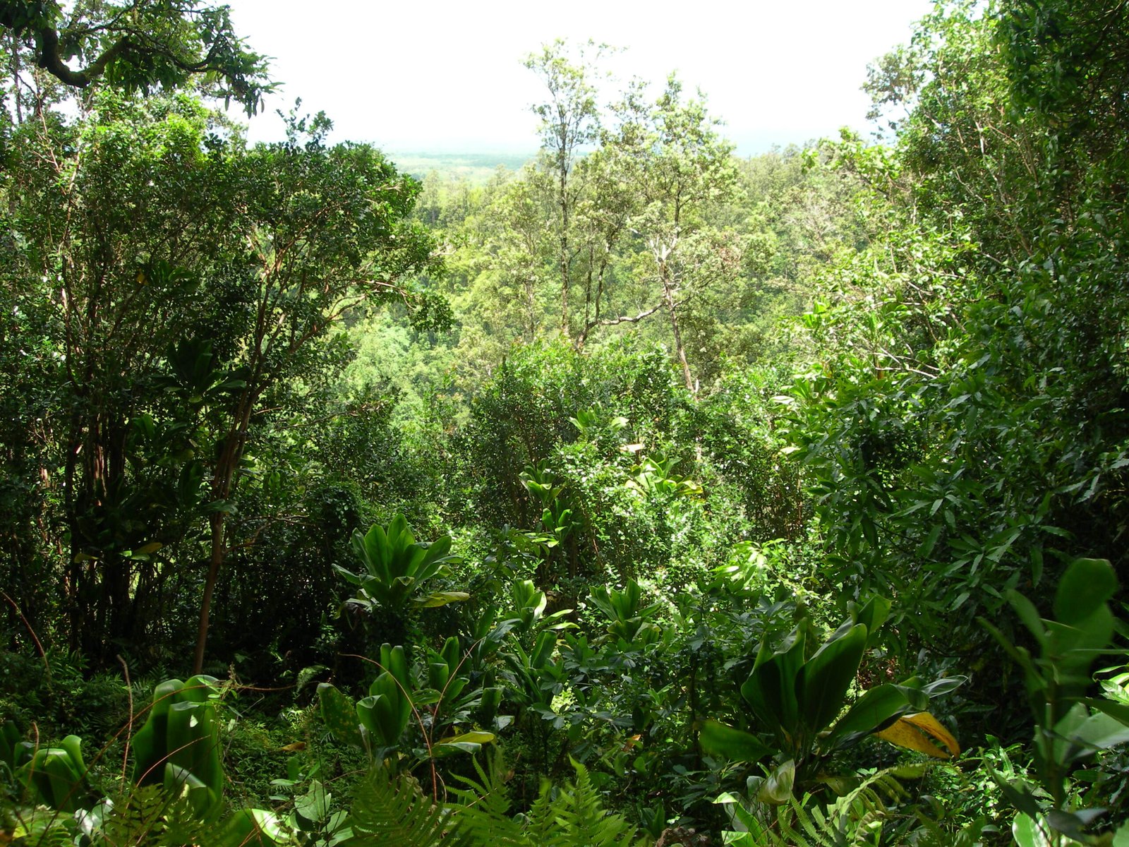 Extreme Microclimates: Desert to Rainforest in Minutes (image credits: Own work (Original text: selbst erstellt), Public domain, https://commons.wikimedia.org/w/index.php?curid=12476659)