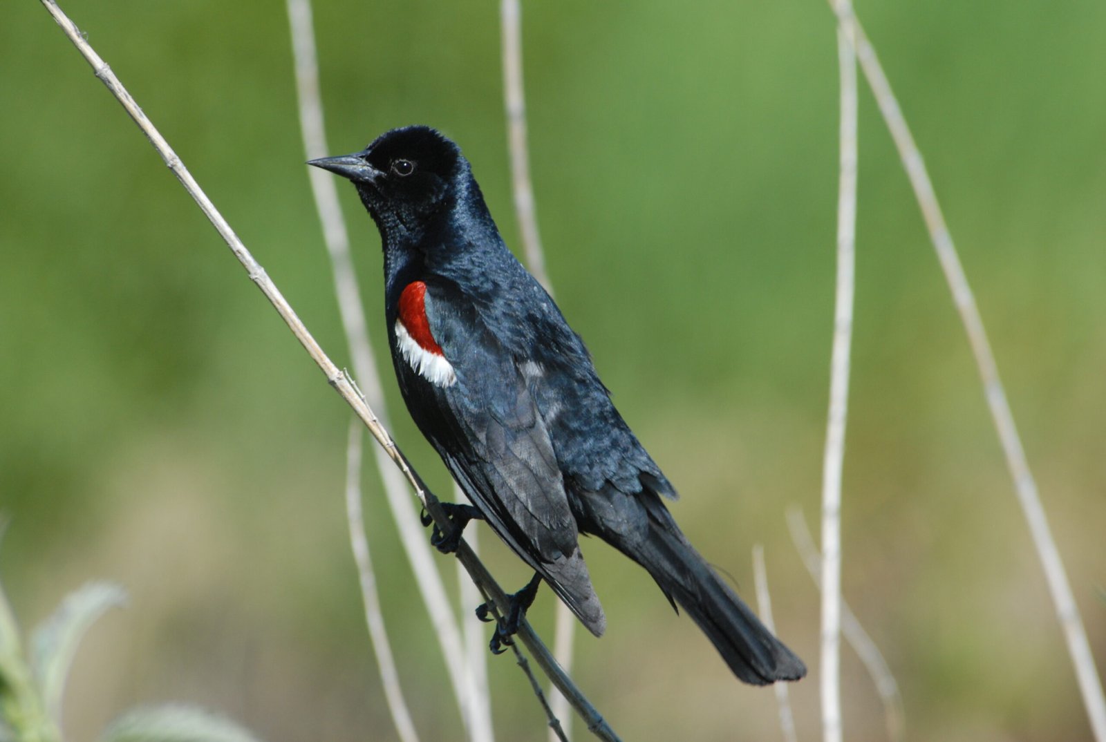 Tricolored Blackbird: A Community Success Story (image credits: wikimedia)