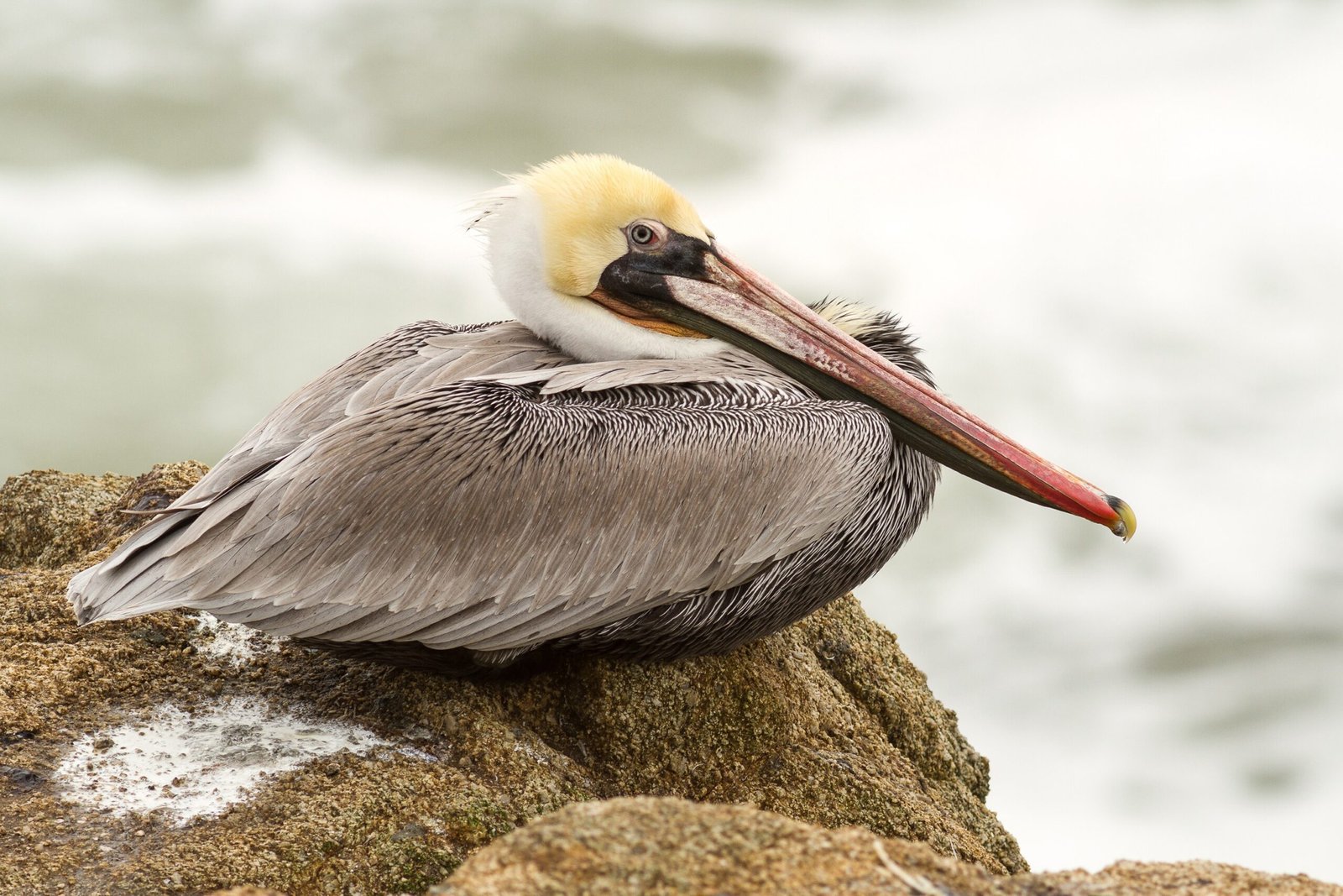 Brown Pelican: California's Coastal Icon Rebounds (image credits: wikimedia)