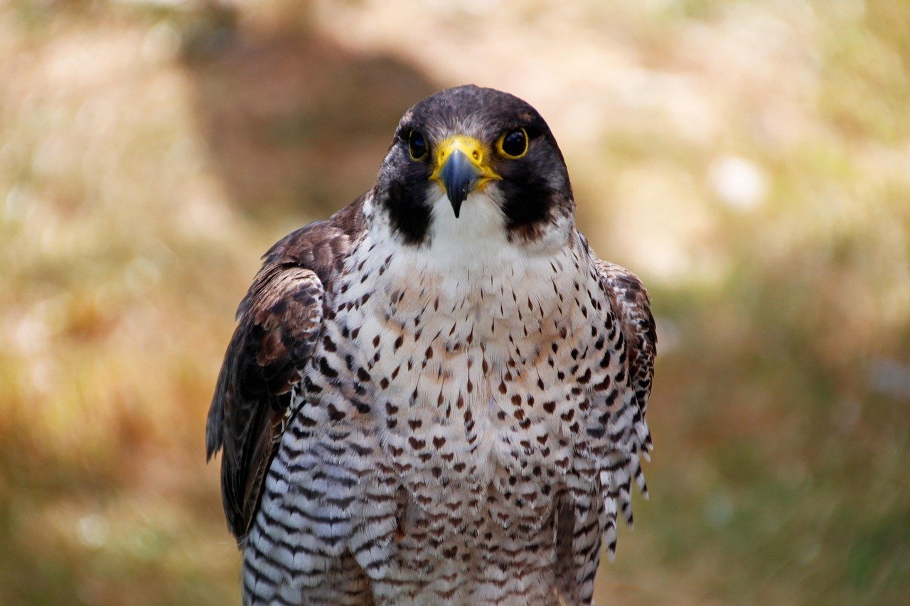 Peregrine Falcon: Speed Demon's Spectacular Return (image credits: pixabay)