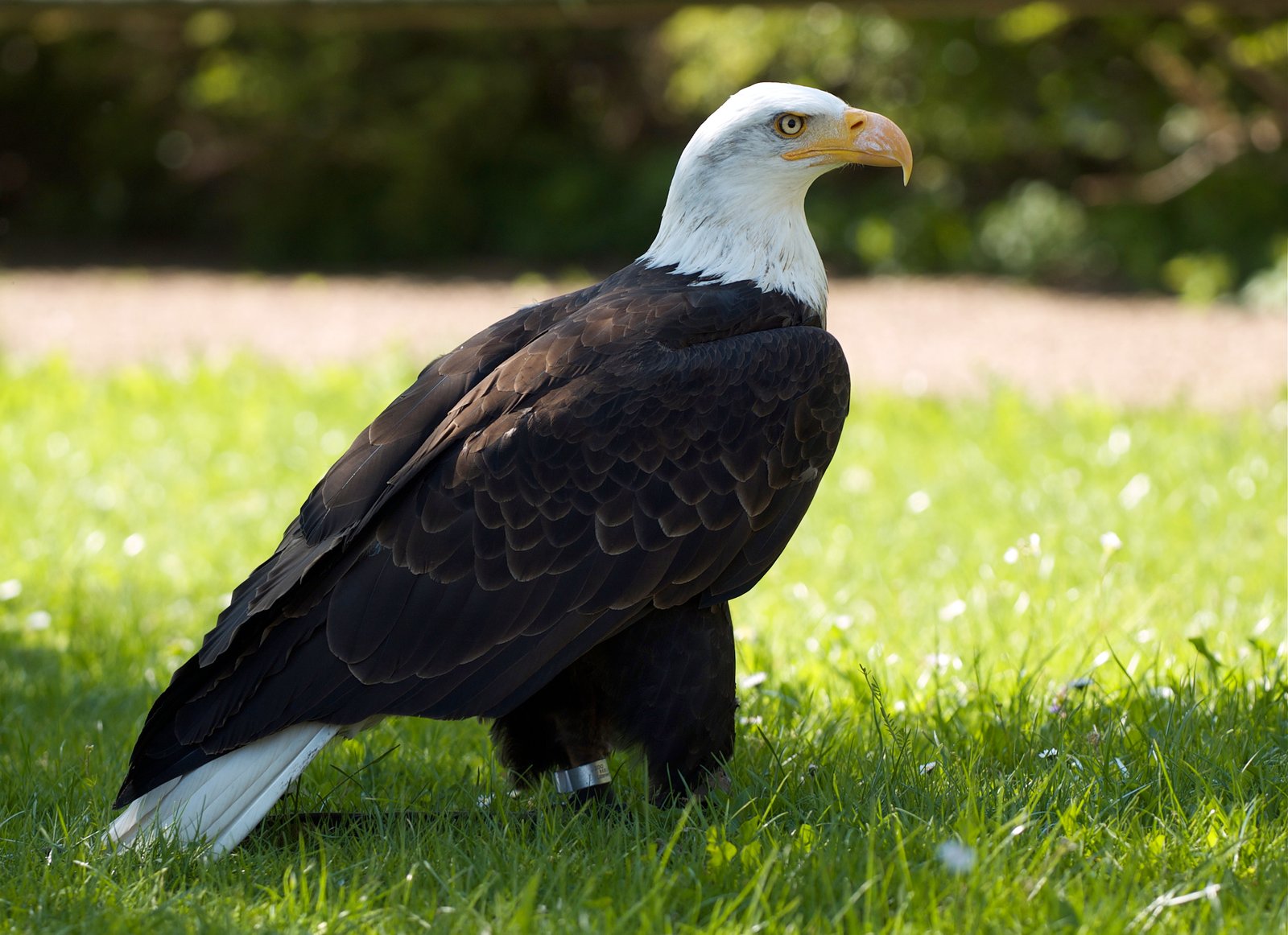 Bald Eagle: America's Symbol Soars Again (image credits: wikimedia)