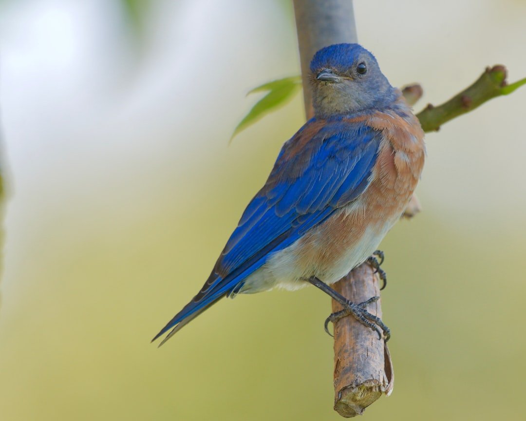Western Bluebird: Harbinger of Spring Returns (image credits: unsplash)