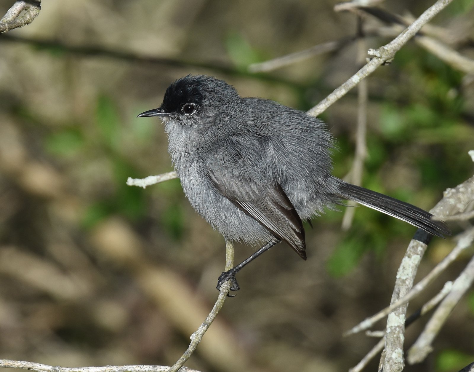 California Gnatcatcher: The Sprightly Sagebrush Survivor (image credits: California Gnatcatcher, CC BY 2.0, https://commons.wikimedia.org/w/index.php?curid=67310745)