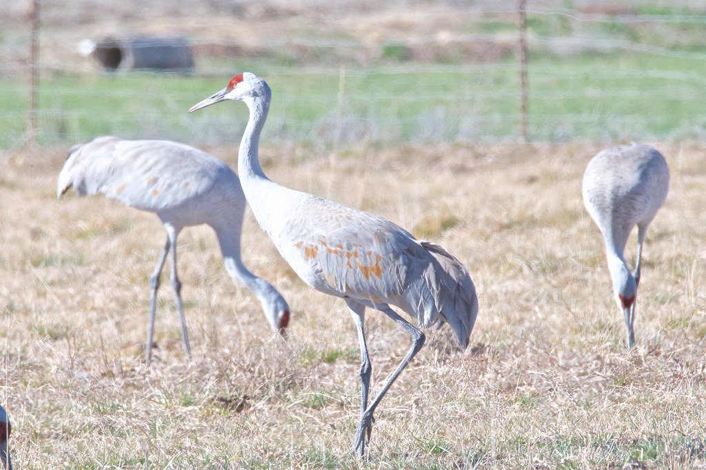 Greater Sandhill Crane: Valley Giants Make a Stand (image credits: flickr)