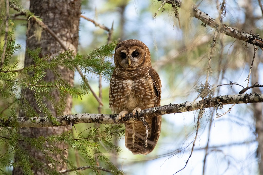 Northern Spotted Owl: Old-Growth Forest Guardian (image credits: flickr)
