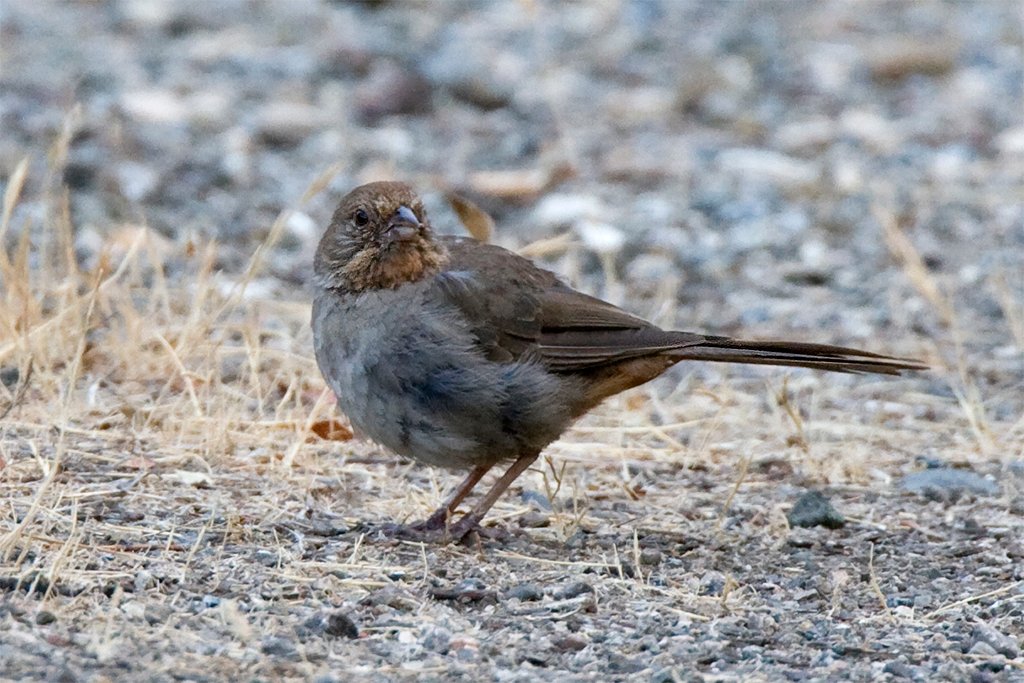 California Towhee: Urban Adapter's Quiet Success (image credits: wikimedia)