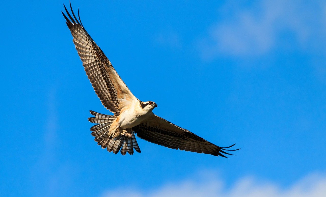 Osprey: Fish Eagle's Coastal Comeback (image credits: pixabay)