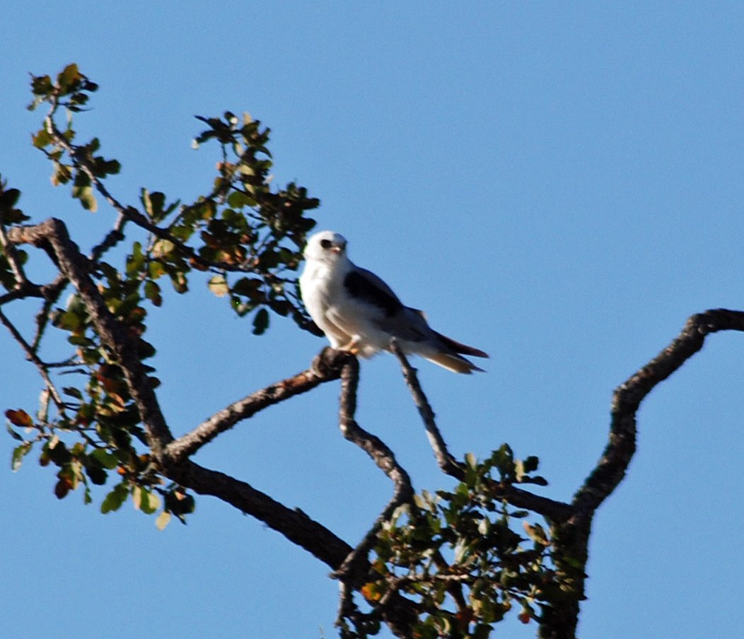 White-tailed Kite: Grassland Ghost Returns (image credits: By Schmiebel, CC BY-SA 3.0, https://commons.wikimedia.org/w/index.php?curid=16180324)