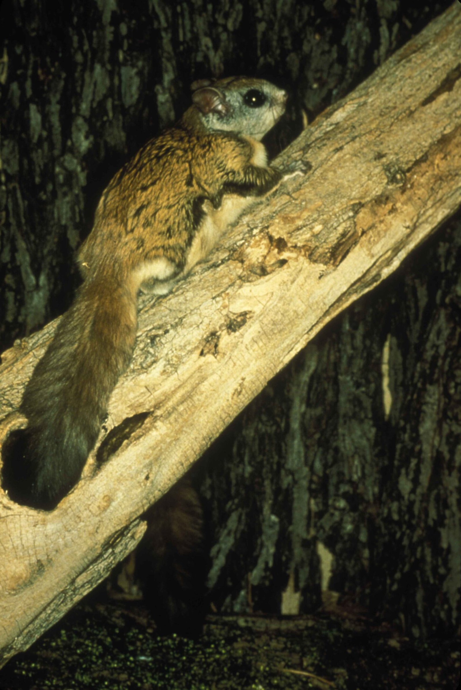 The Carolina Northern Flying Squirrel (image credits: By Master Larry, U.S. Fish and Wildlife Service, Public domain, https://commons.wikimedia.org/w/index.php?curid=24890136)