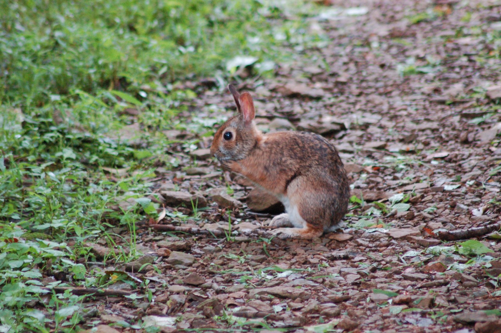 The Appalachian Cottontail (image credits: wikimedia)