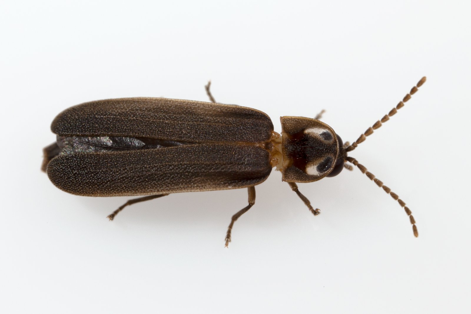 The Blue Ghost Firefly (image credits: wikimedia)