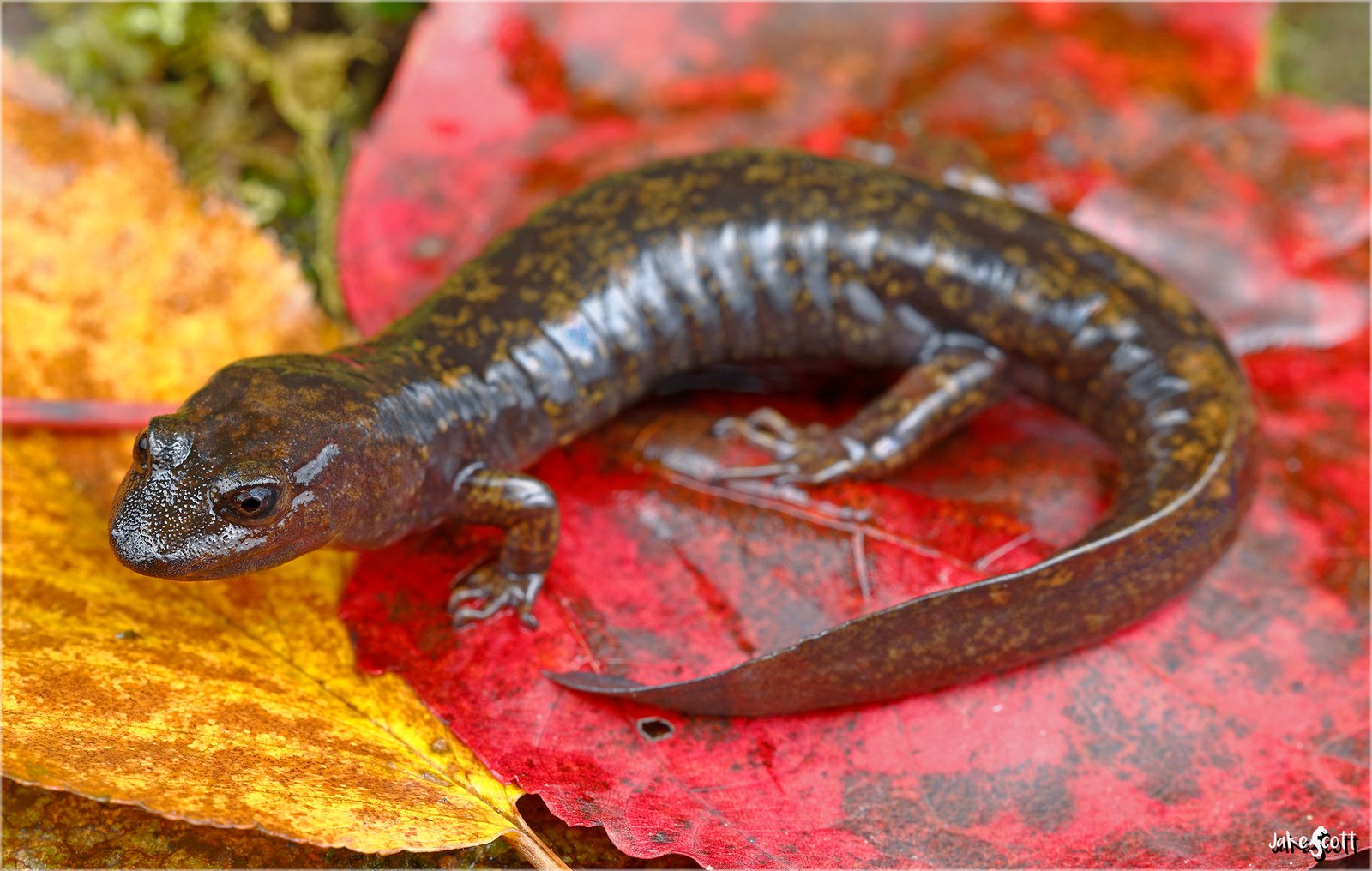 The Shovelnose Salamander (image credits: By Caudatejake, CC BY-SA 4.0, https://commons.wikimedia.org/w/index.php?curid=153212509)