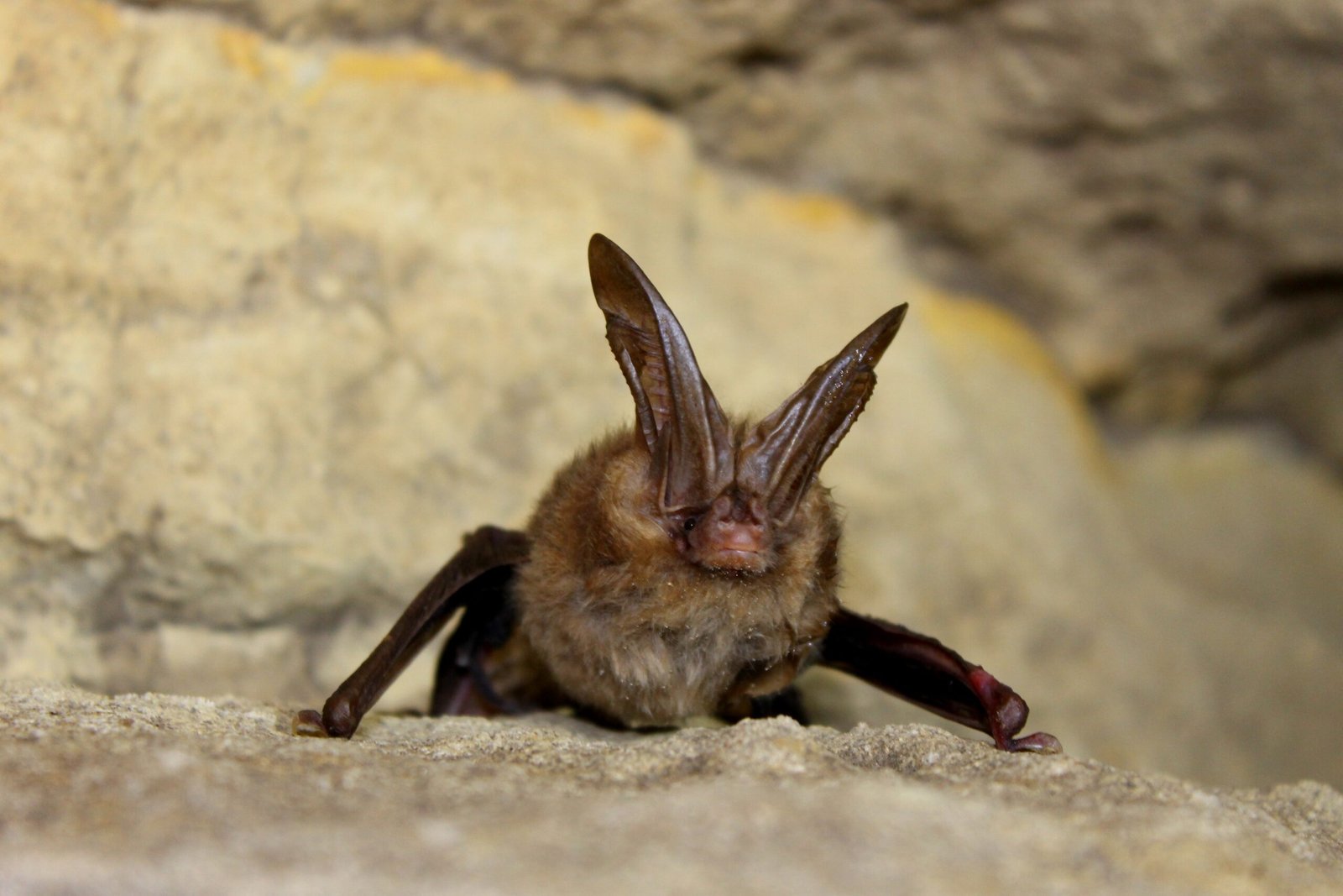 Virginia Big-Eared Bat (image credits: By Larisa Bishop-Boros, CC BY-SA 3.0, https://commons.wikimedia.org/w/index.php?curid=32046949)