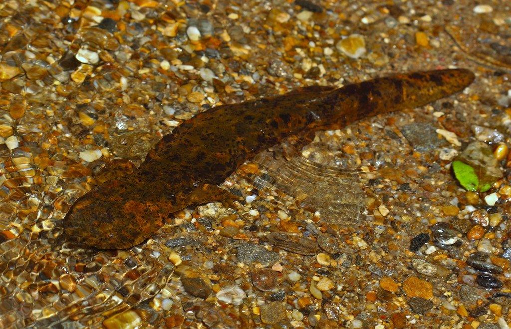 Eastern Hellbender (image credits: flickr)