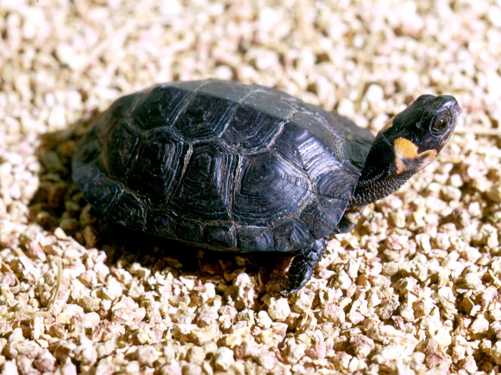 The Bog Turtle (image credits: wikimedia)