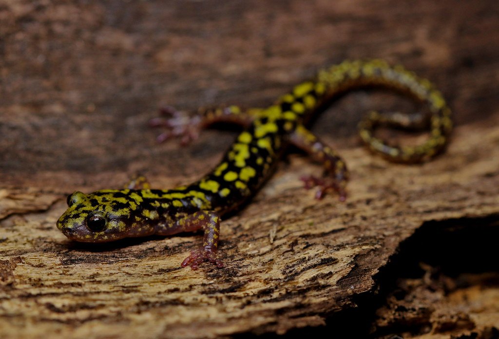 The Green Salamander Complex (image credits: wikimedia)