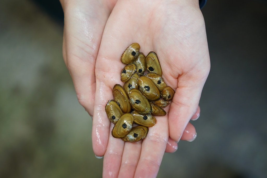 The Appalachian Elktoe Mussel (image credits: flickr)