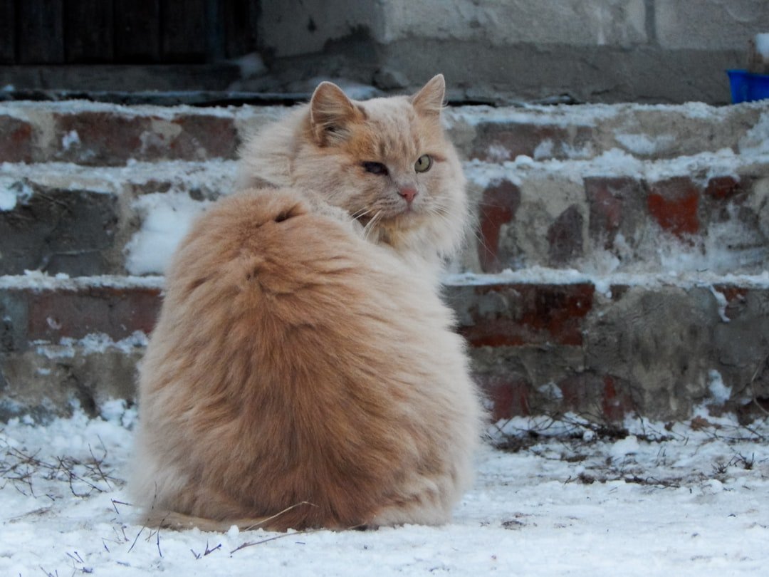 Cold Biology: What Keeps Some Cats Toasty (image credits: unsplash)